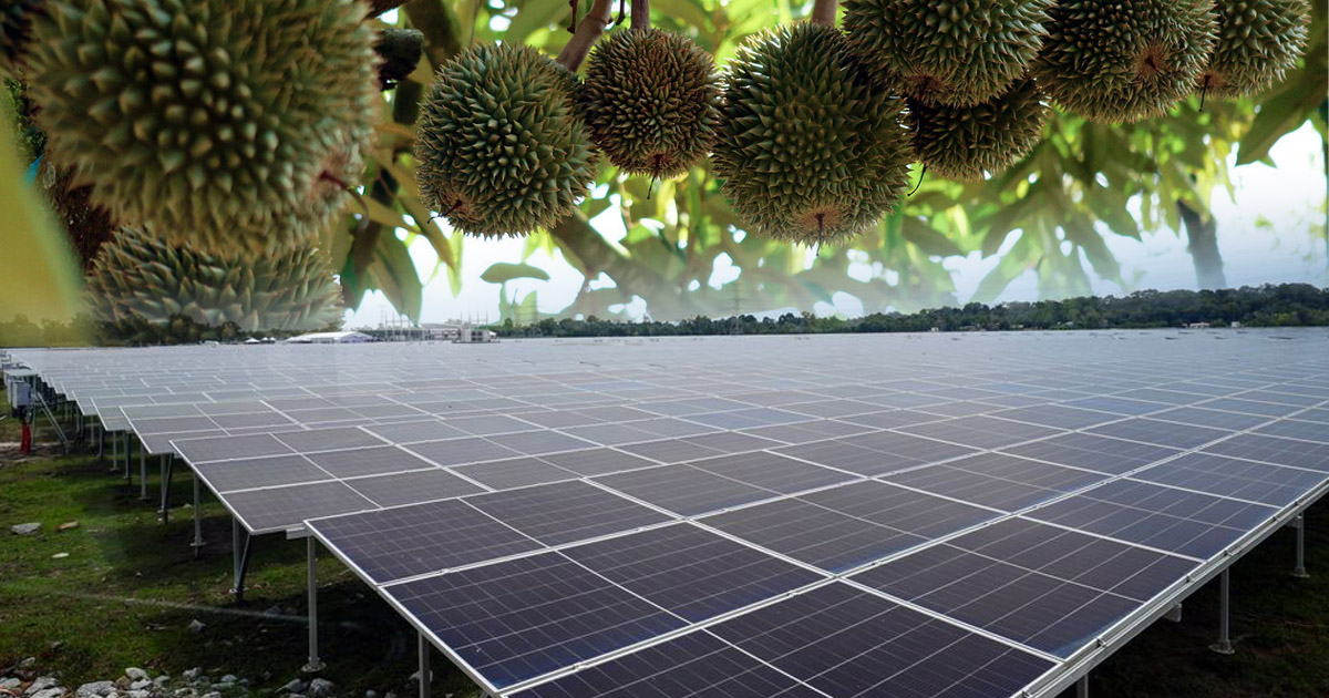 改种榴梿性价比逊色 种植业者更青睐太阳能